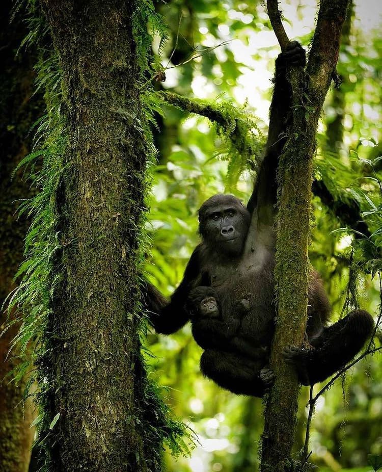 A mother gorilla hanging on a jungle vine with her baby clutched to her side in Bwindi Impenetrable Forest - The Wildlife of Uganda